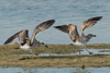 Larus armenicus